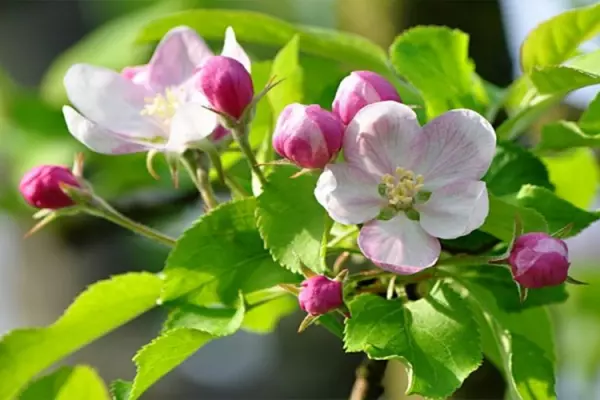 Elma çiçeği