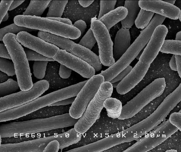 Mikroskobik Canlılar