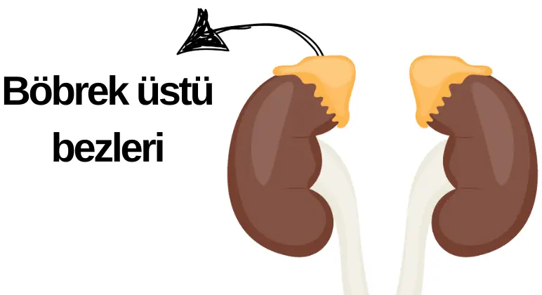 İç Salgı Bezleri