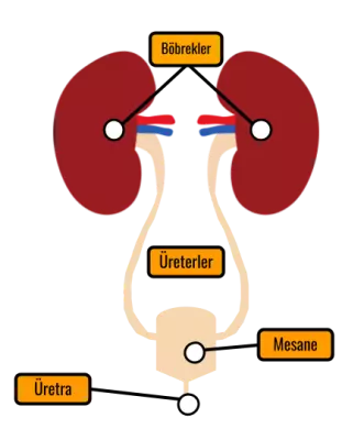 5- Boşaltım Sistemi