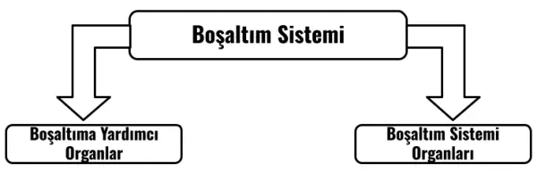 5- Boşaltım Sistemi