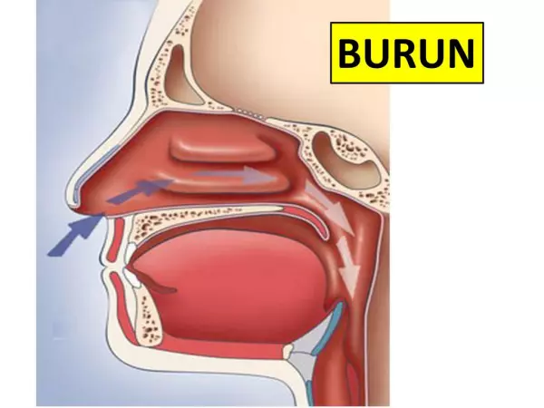 4- Solunum Sistemi