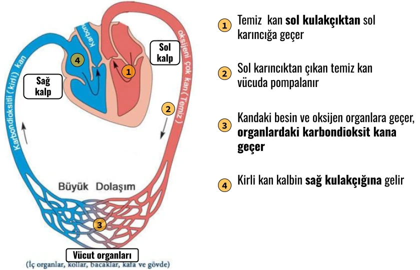 3 - Dolaşım Sistemi