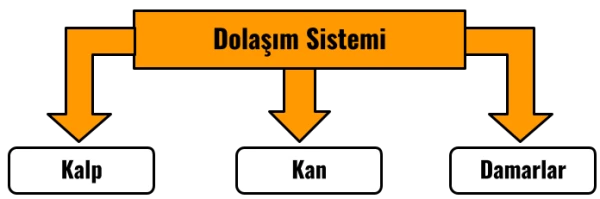 3 - Dolaşım Sistemi