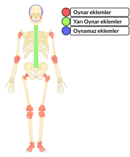 Destek ve Hareket Sistemi