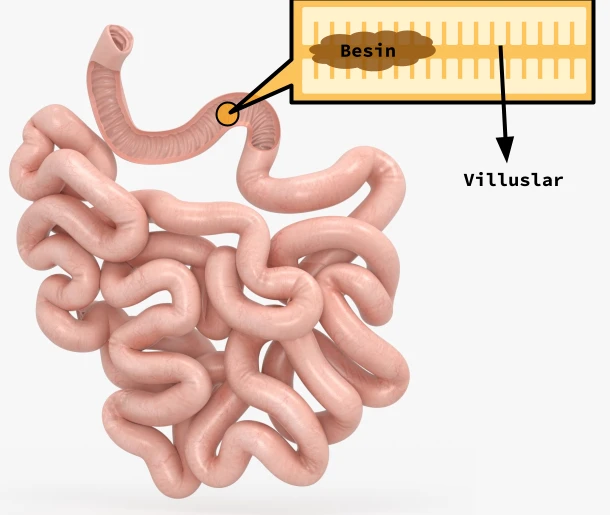 Sindirim Sistemi