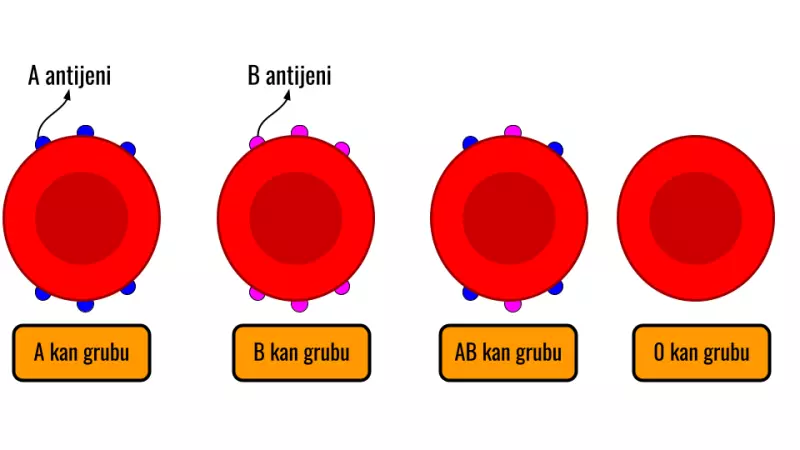 3 - Dolaşım Sistemi