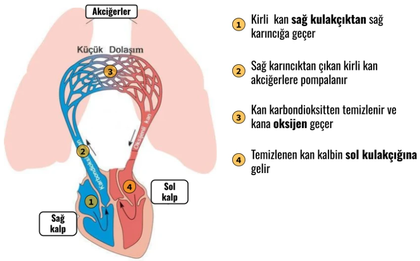 3 - Dolaşım Sistemi