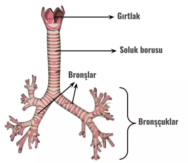 4- Solunum Sistemi