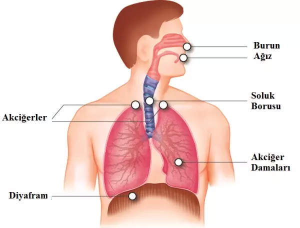 4- Solunum Sistemi