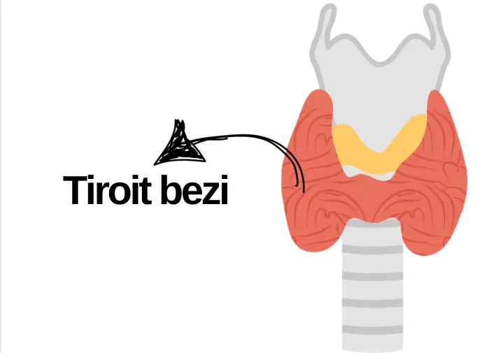 İç Salgı Bezleri