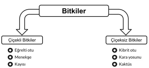 Bitkiler alemi